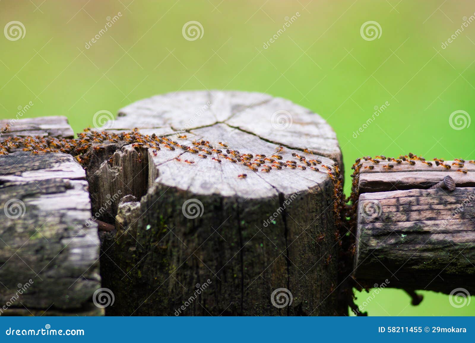 termites immigrants in forest