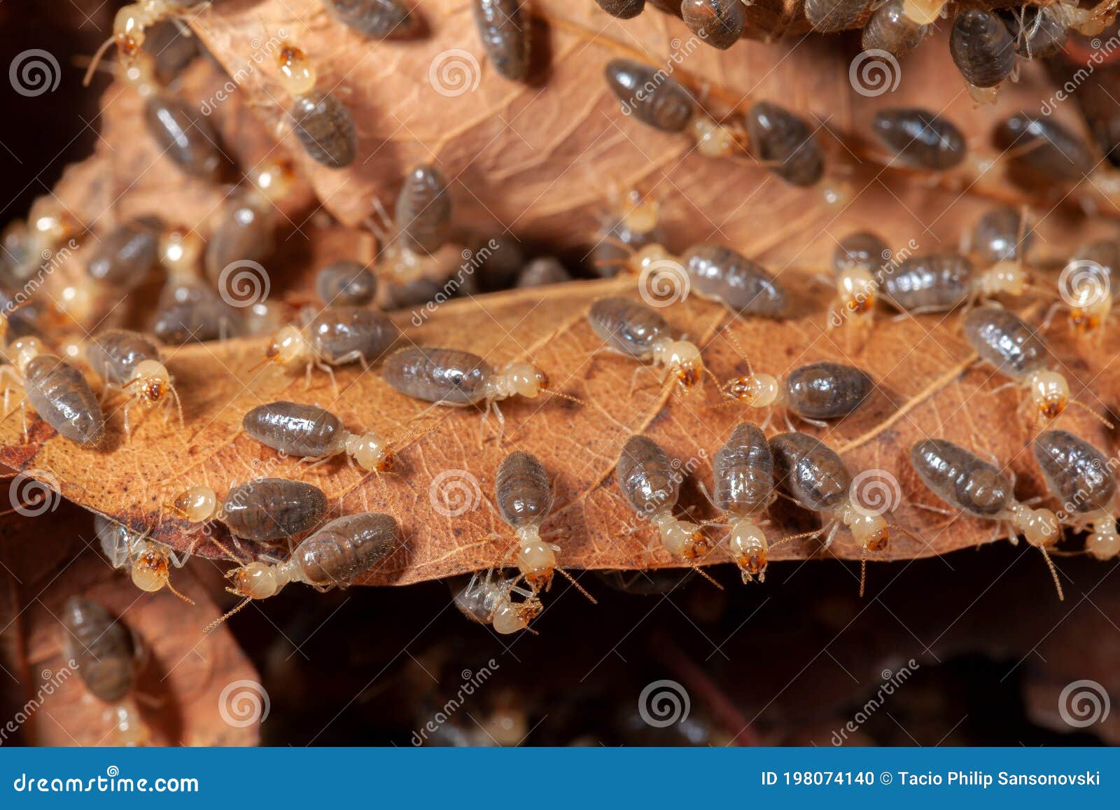 Termites on Leave Macrophotography Animal Stock Photo Image of