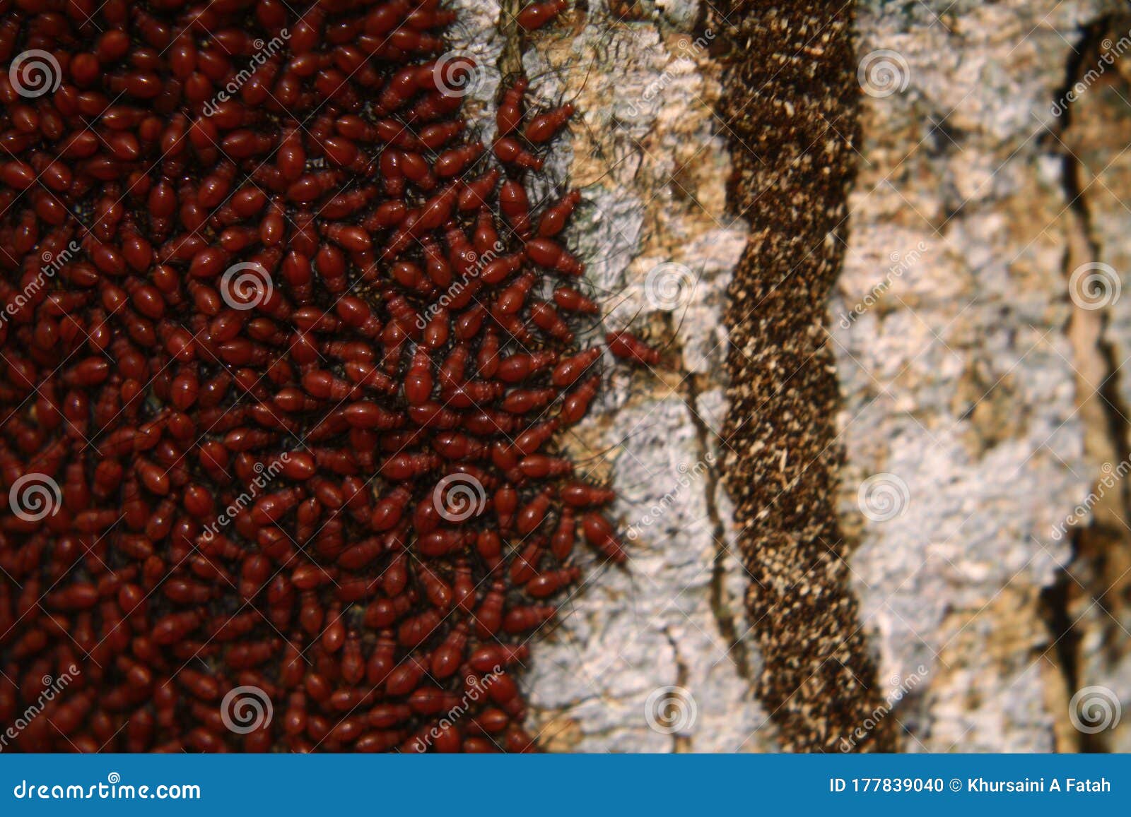 The Colonials of Termites in the Wood Stock Photo Image of work