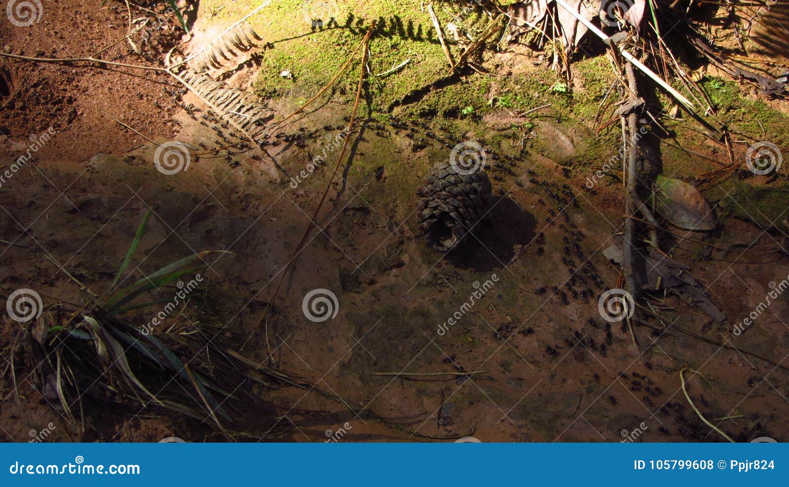 Termites Migrating on the Forest Floor Stock Photo Image of cooking