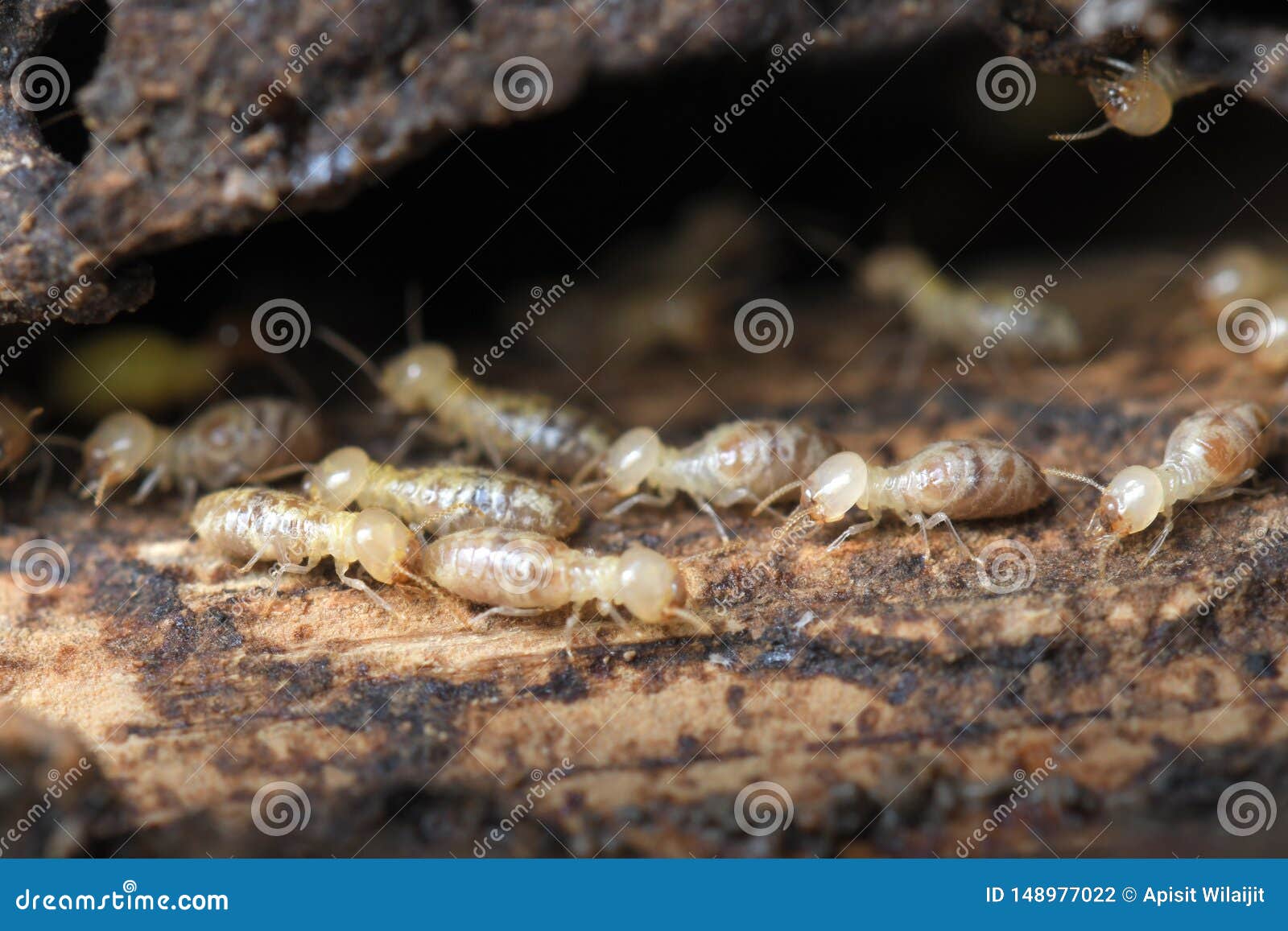 Termites in Termite Mound for Background. Stock Photo - Image of