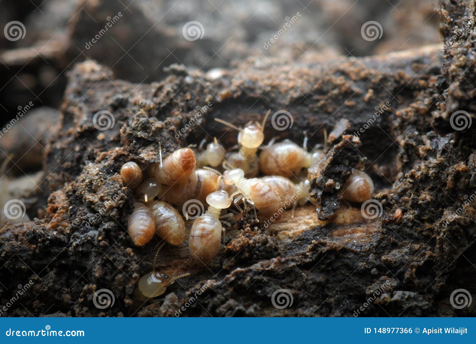 Termites in Termite Mound for Background. Stock Photo - Image of macro
