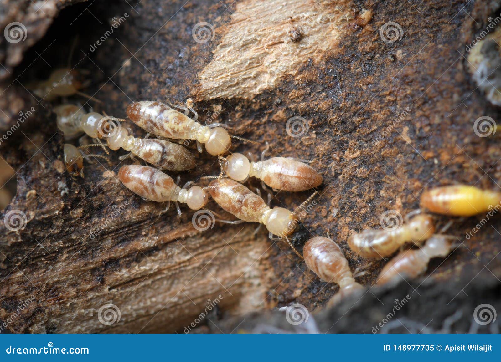 Termites in Termite Mound for Background. Stock Image - Image of