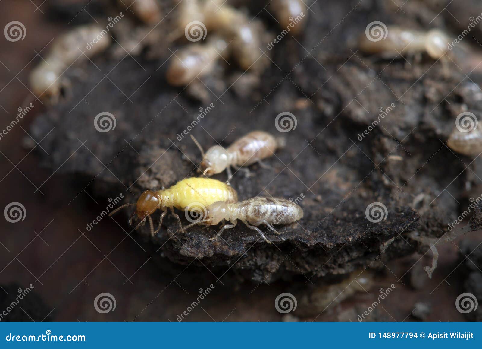 Termites in Termite Mound for Background. Stock Photo - Image of