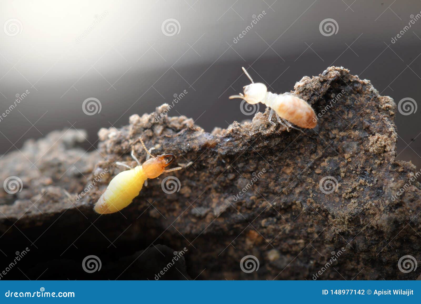 Termites in Termite Mound for Background. Stock Photo - Image of farm