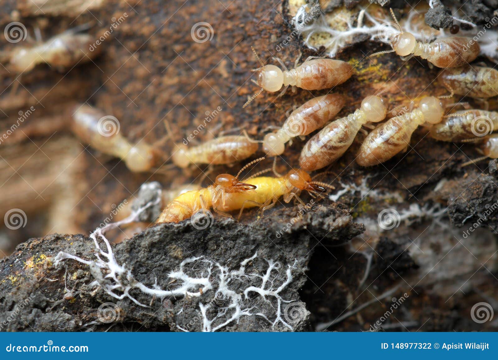 free download grounded termite free download grounded termite