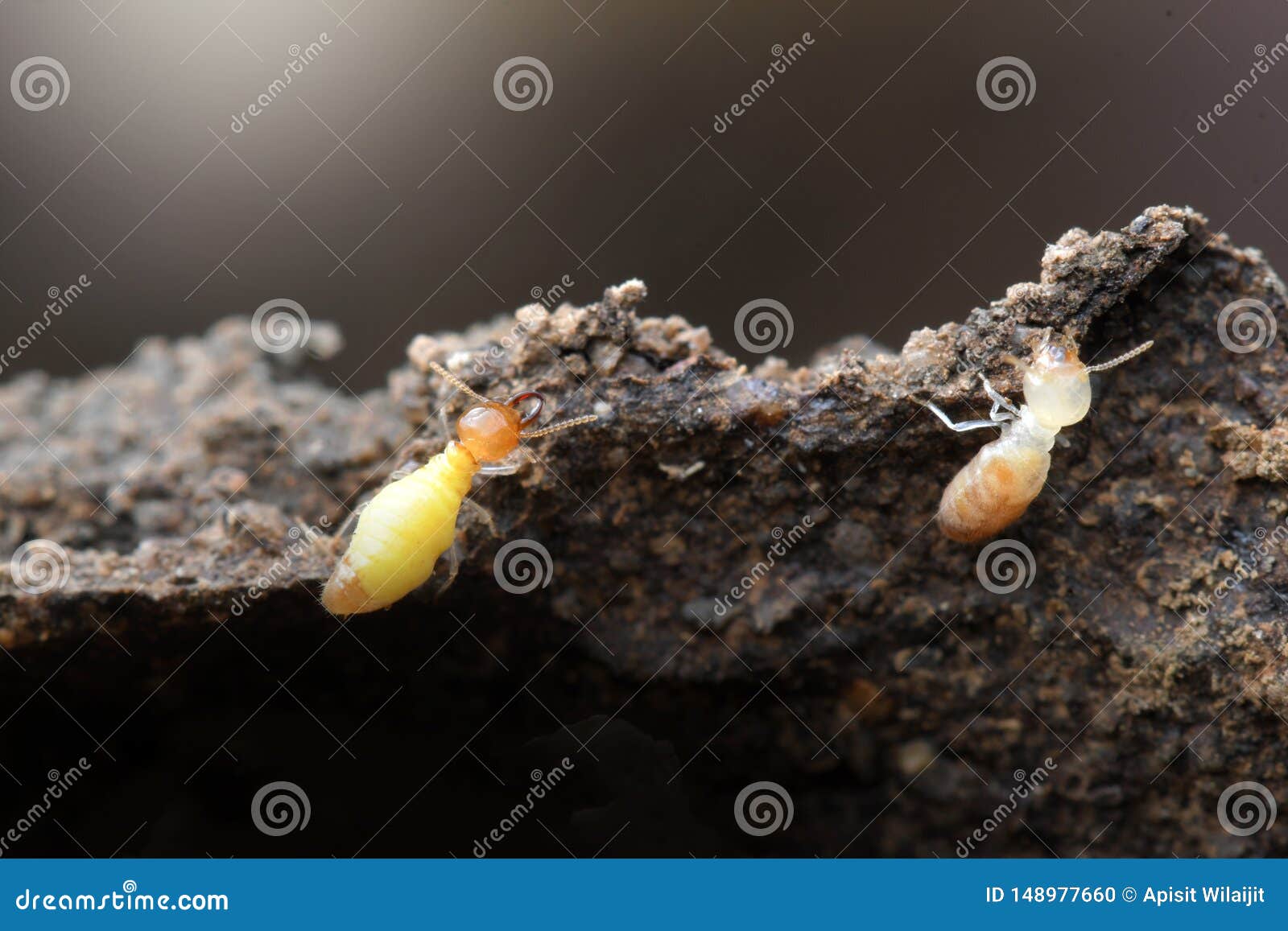 Termites in Termite Mound for Background. Stock Photo - Image of killer