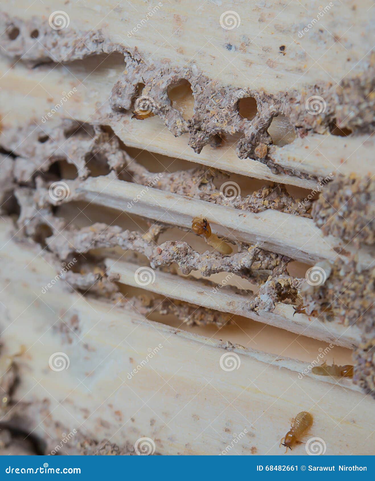 Termites,Termites Eat Wood,weathered Wood. Stock Image Image of
