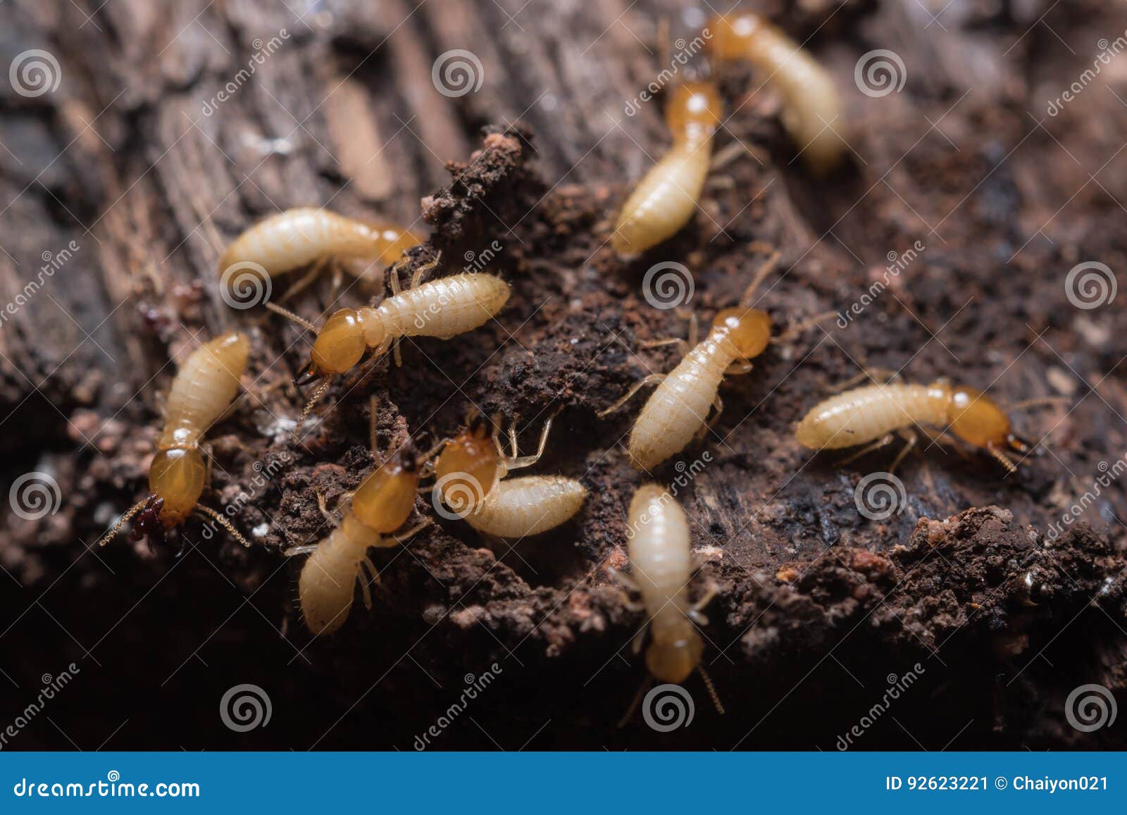 antz termites