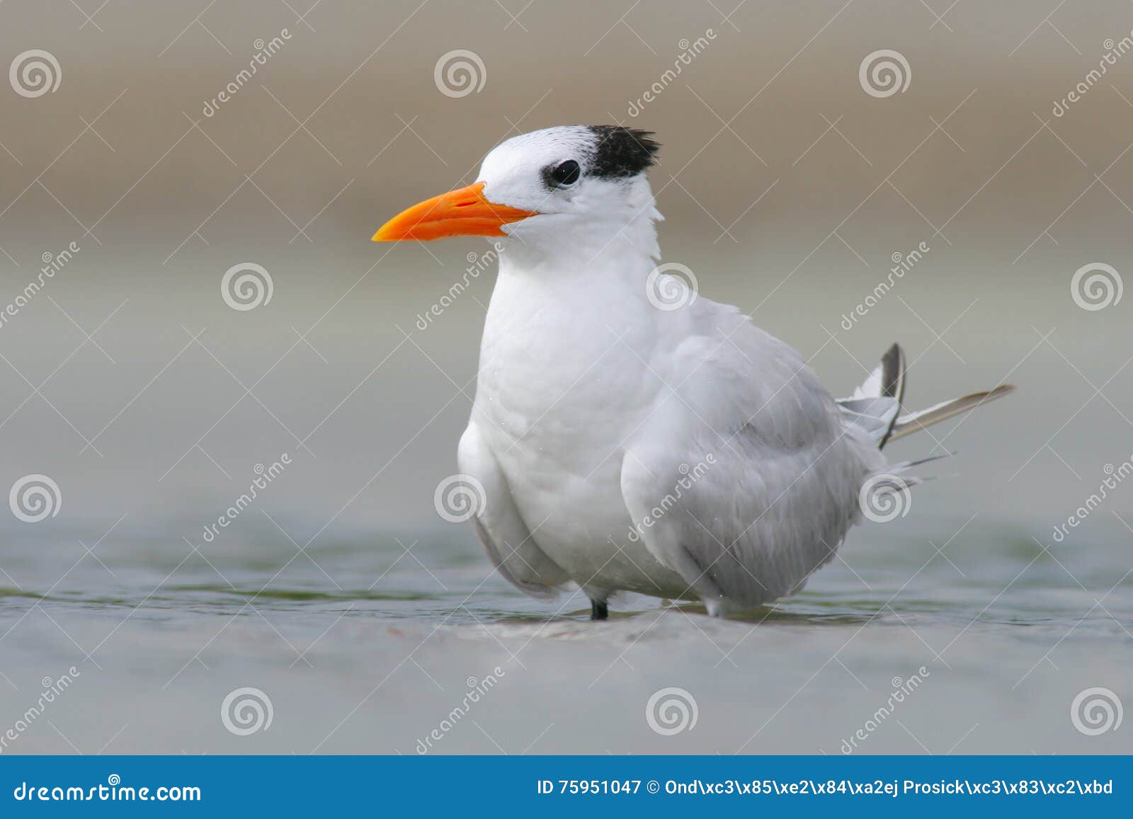 tern in the water. royal tern, sterna maxima or thalasseus maximus, seabird of the tern family sternidae, bird in the clear nature