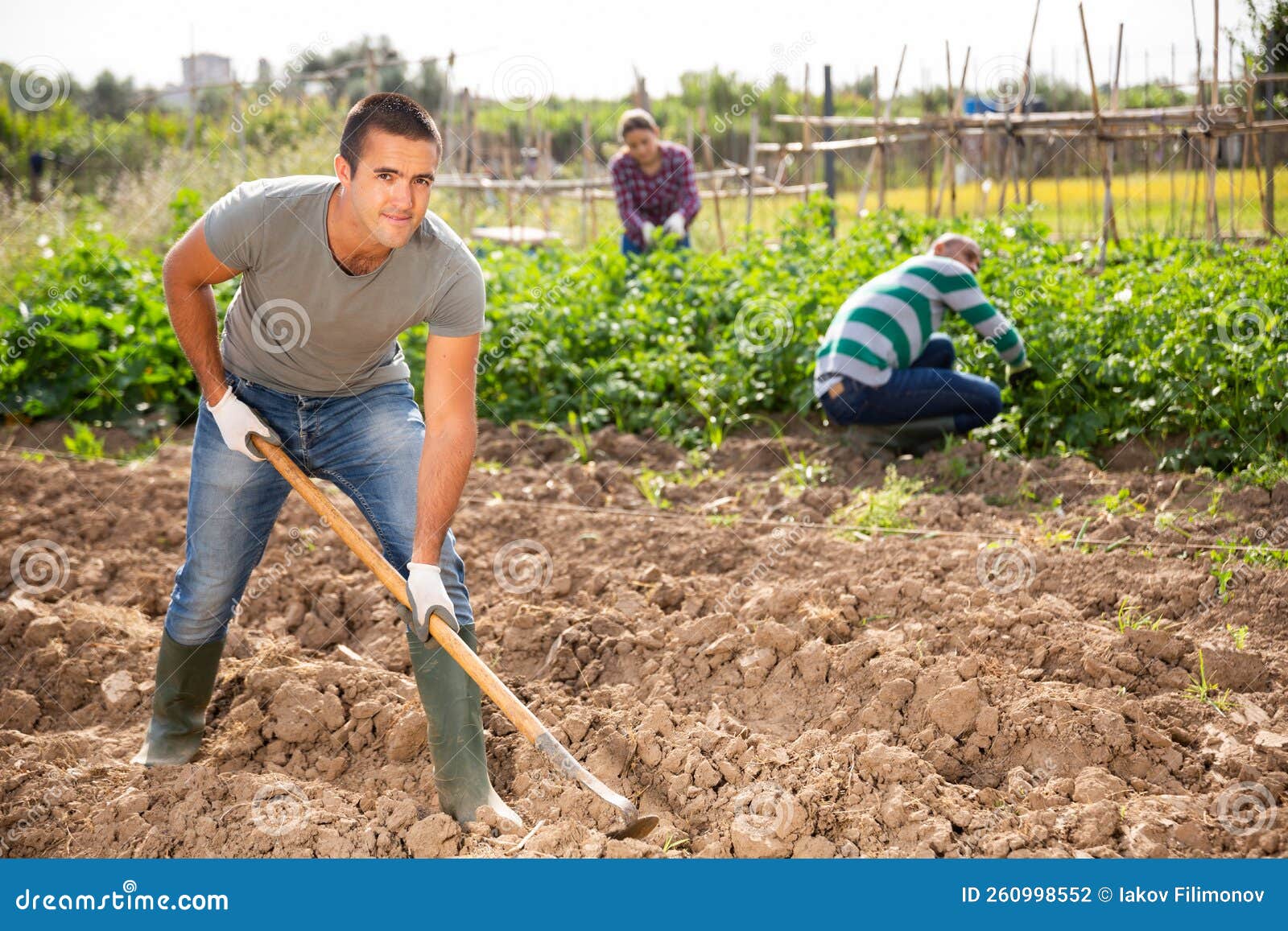 Como cultivar cebolas como um jardineiro profissional