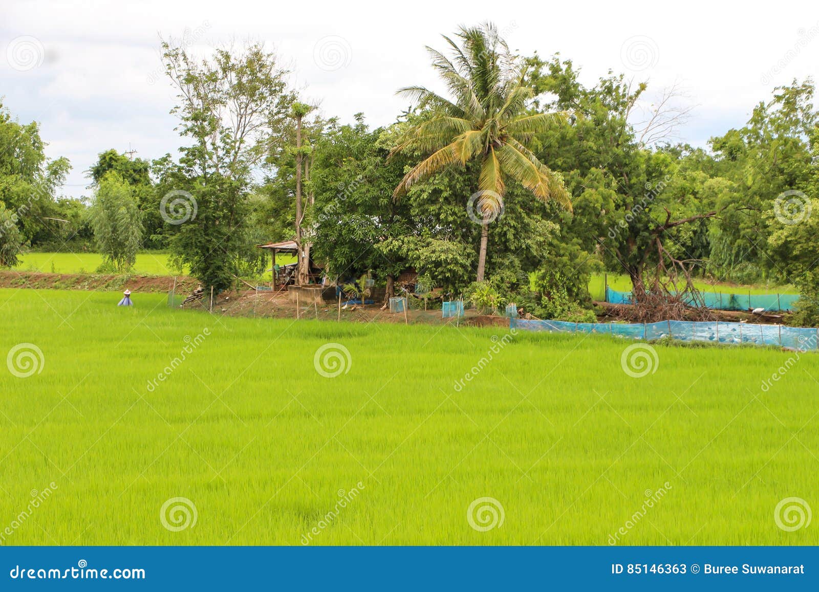 Terra na área rural. A terra mistura com o campo de almofada, a alimentação de aves domésticas, os pomares etc.