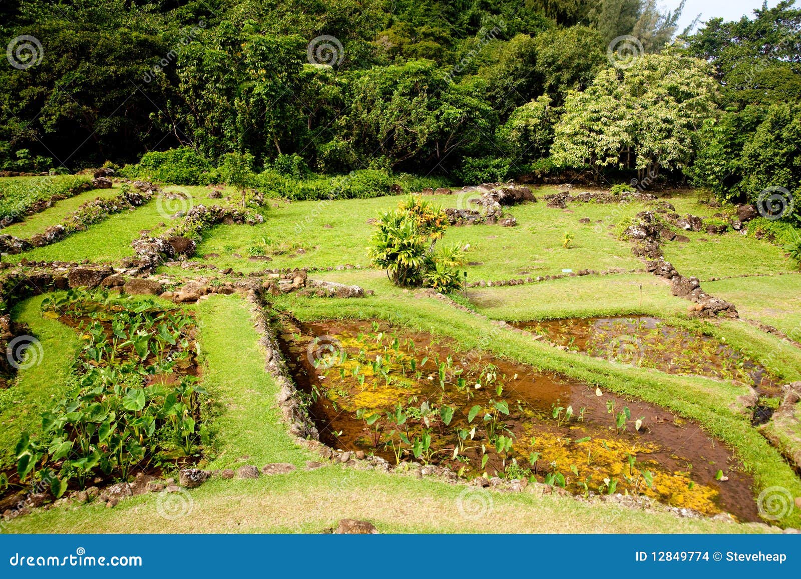 Terraced Agriculture on Kauai Stock Photo Image of grow, stone 12849774