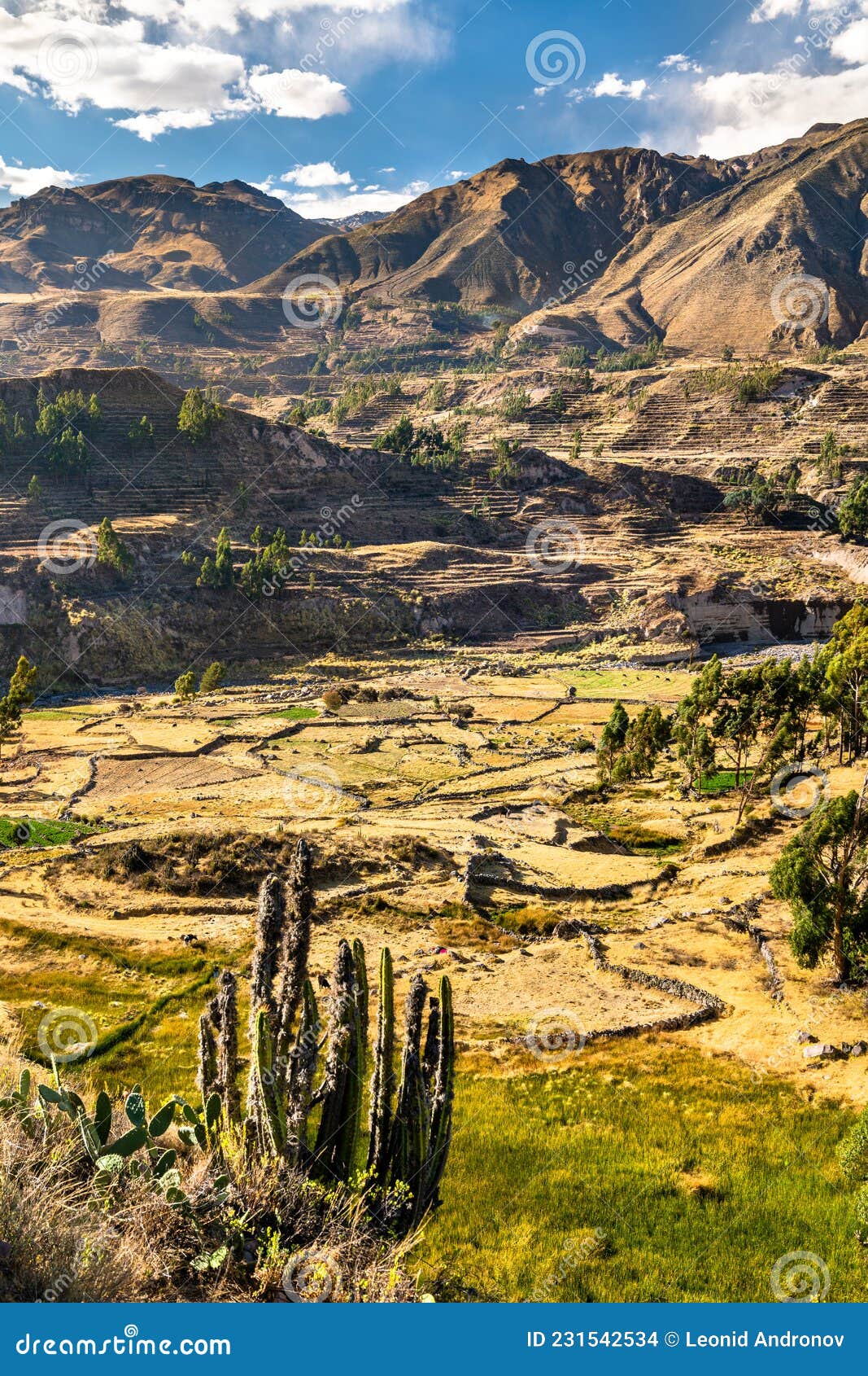 Terraced Fields Within The Colca Canyon In Peru Stock Photo Image Of