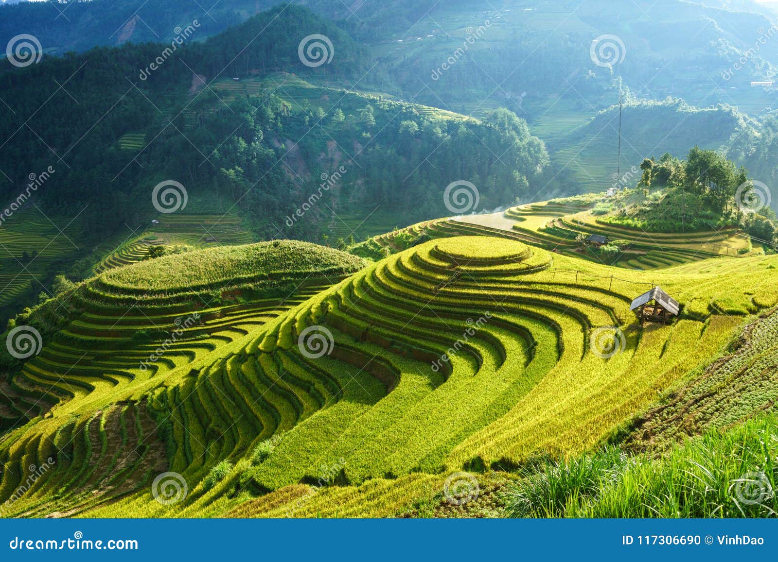 terraced rice field in harvest season in mu cang chai, vietnam. mam xoi popular travel destination.