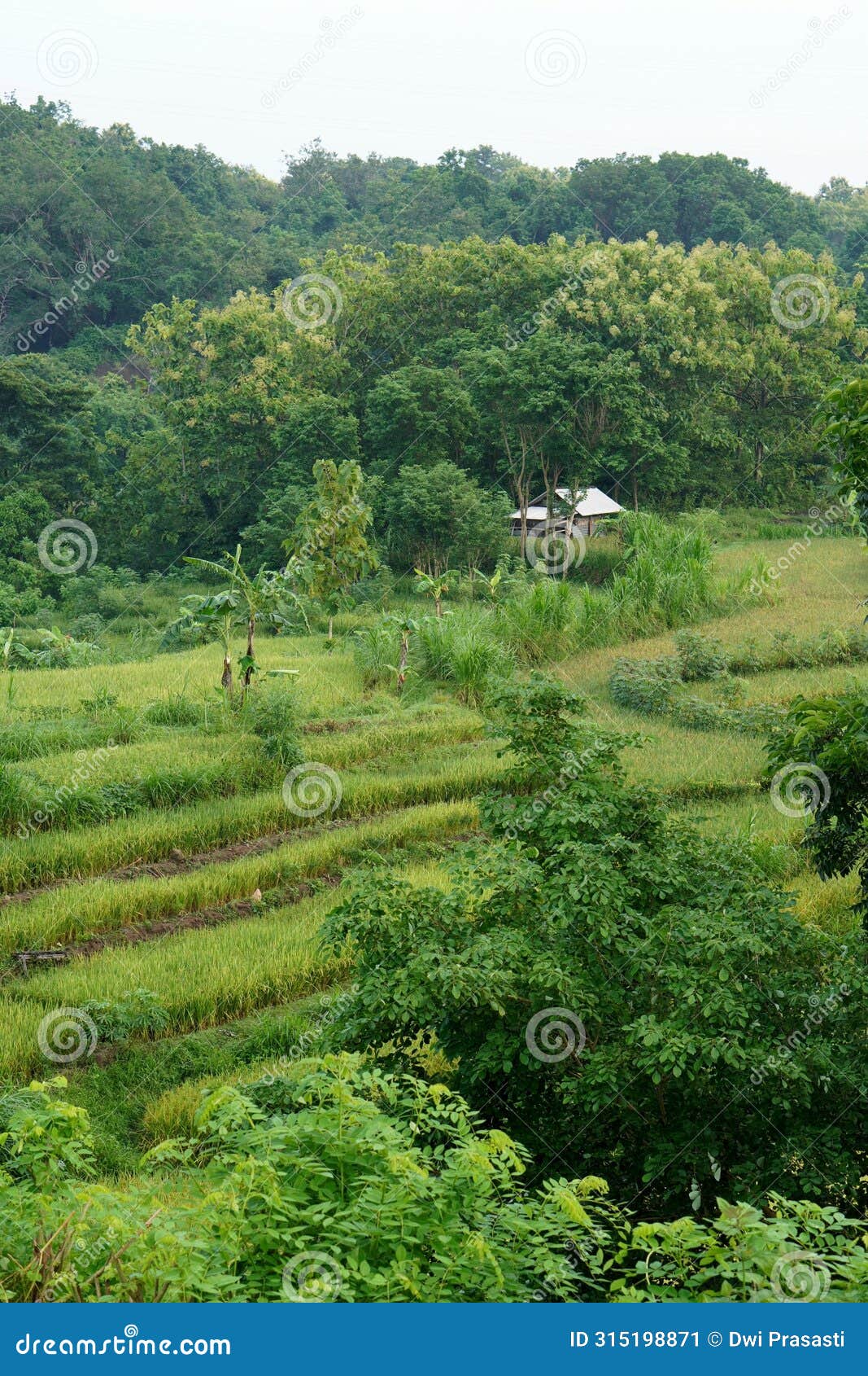 a terraced rice field with one house amidst lush hillsides, creating a picturesque rural landscape.