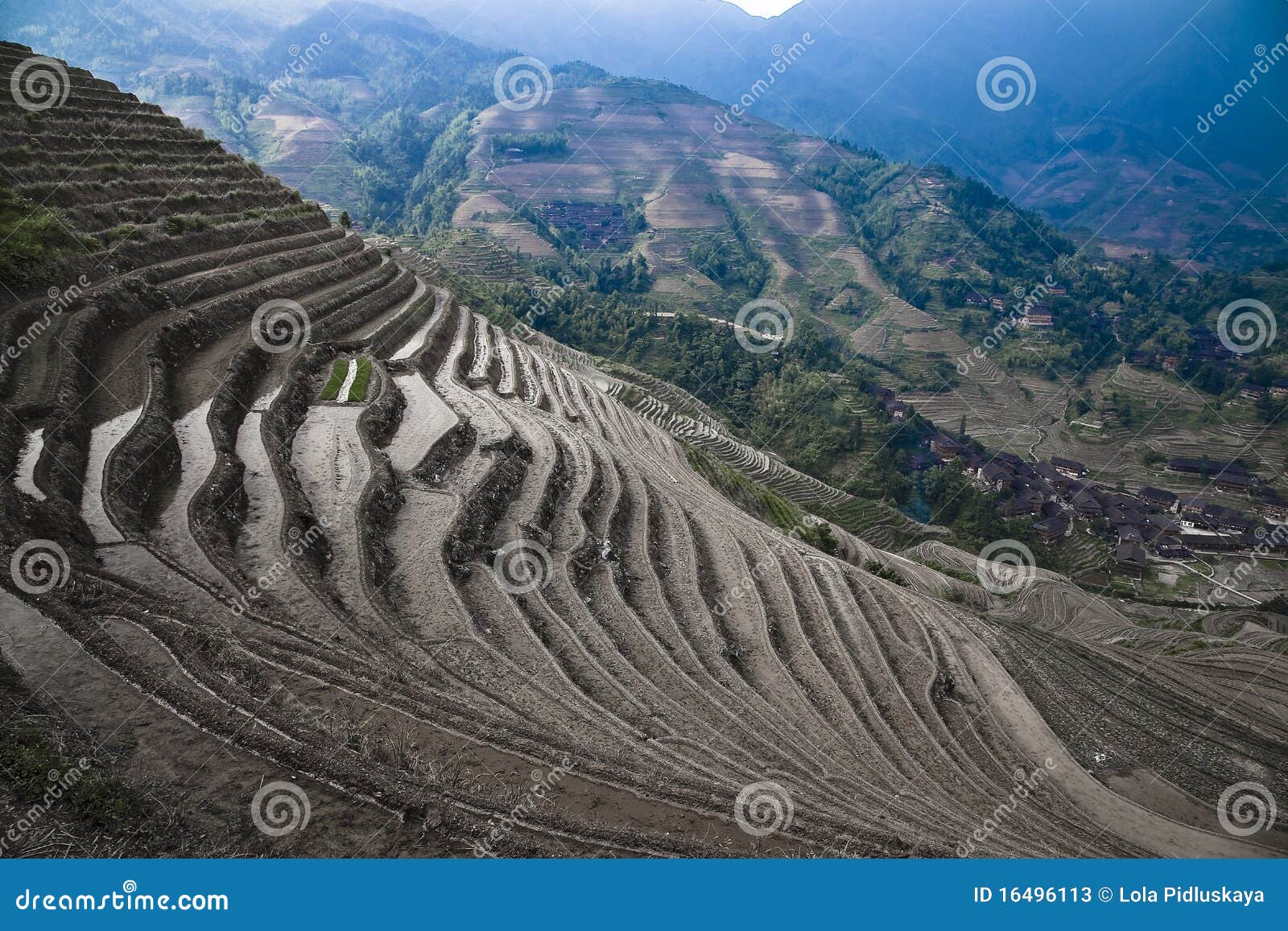 terraced rice paddies