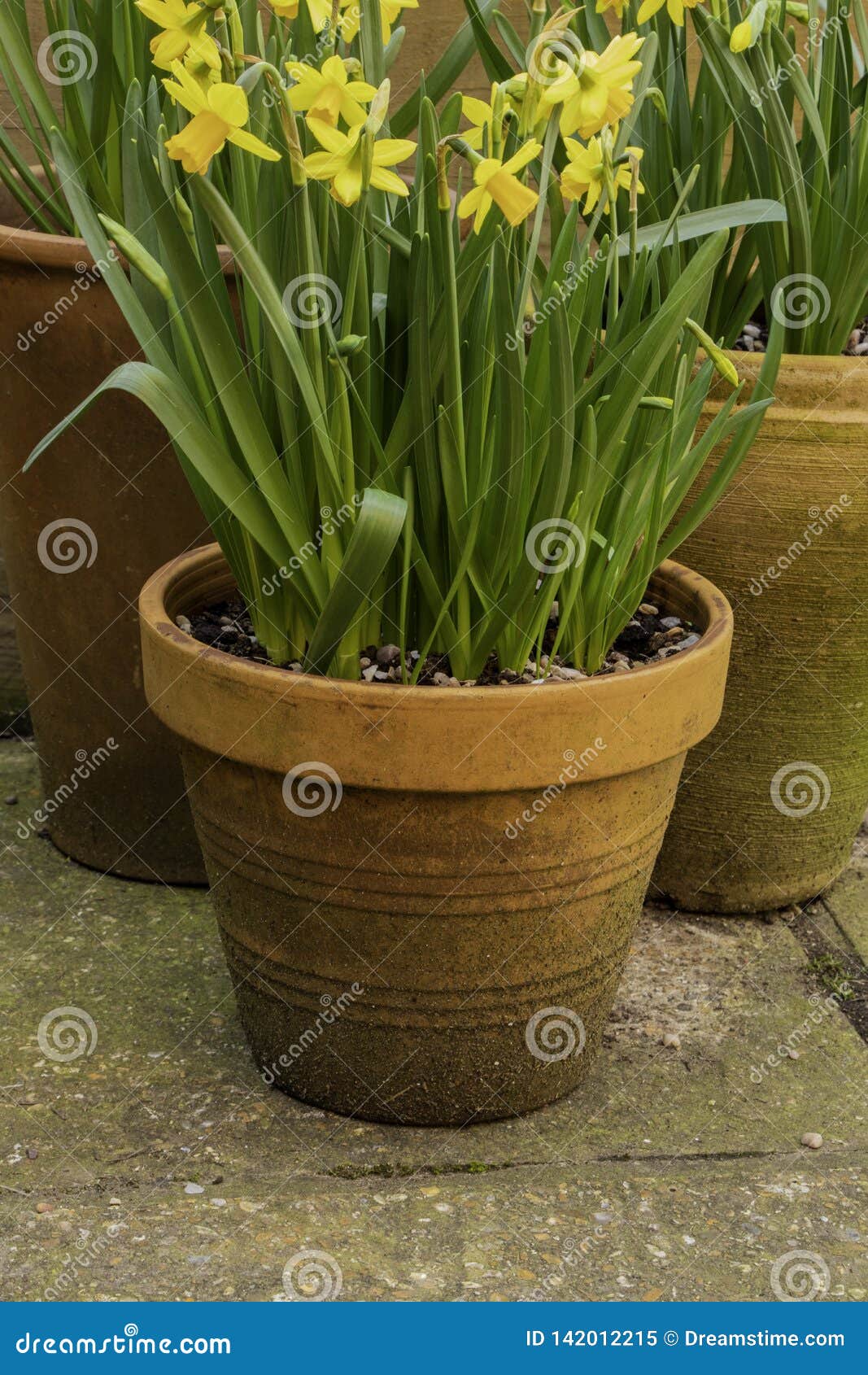 A Terracotta Plant Pot of Daffodils Stock Image Image of sunny