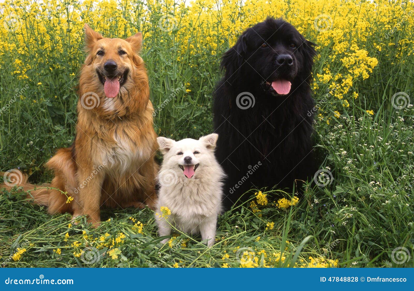 Terranova Pomeranian German Shepherd Dogs Stock Photo - Image of  background, tongue: 47848828