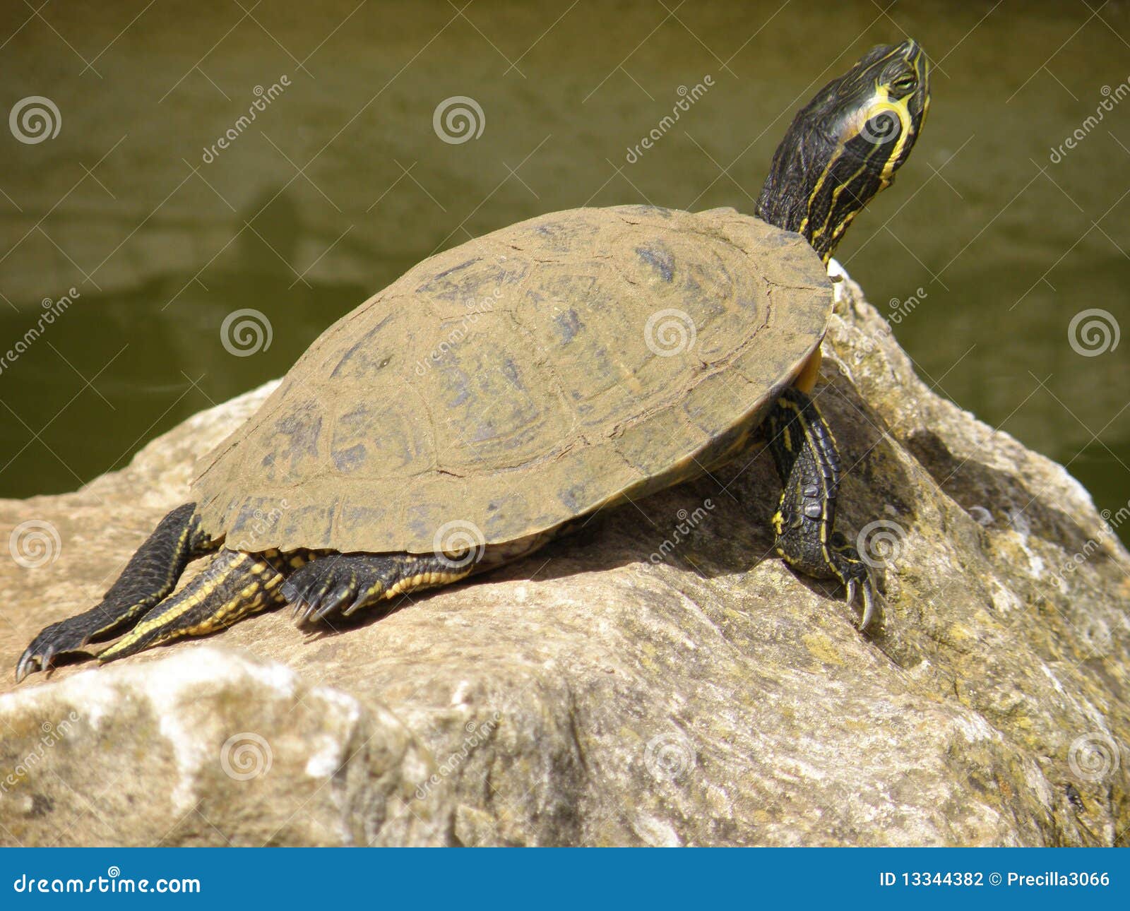 Terrapin Basking in the Sun Stock Photo Image of spanish, terrapin 13344382