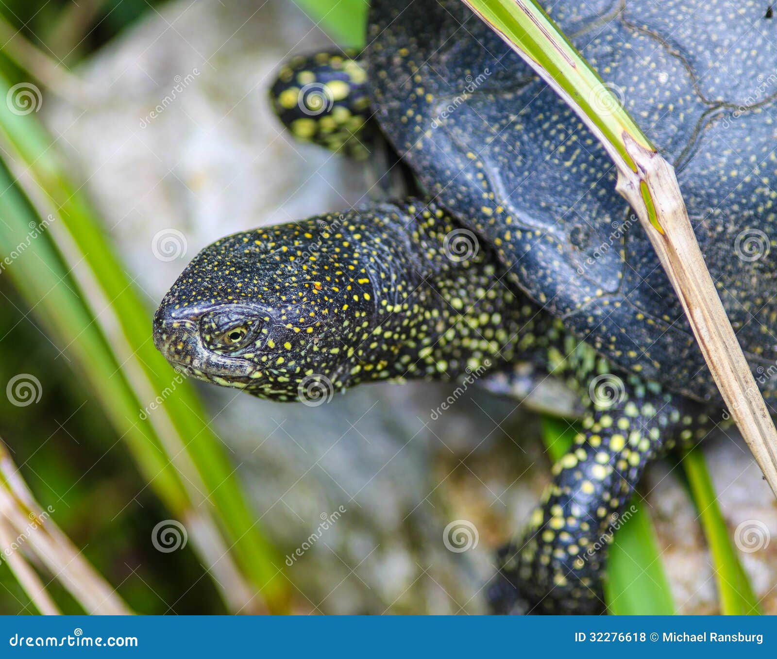 Terrapin stock photo. Image of park, european, city, island 32276618
