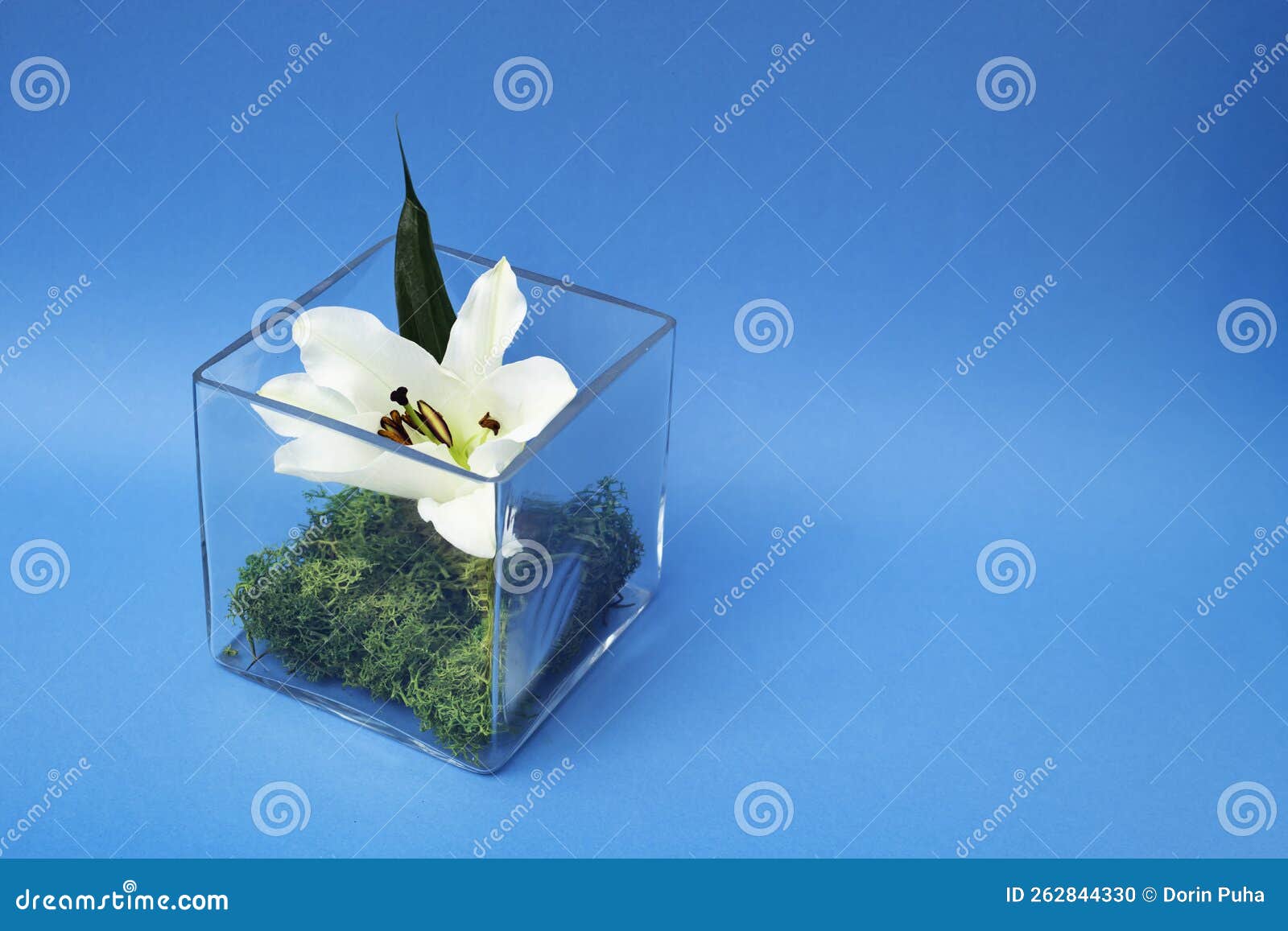 Terrarium Cube Vase Avec Mousse Verte Et Fleur De Lys Blanc Photo stock ...