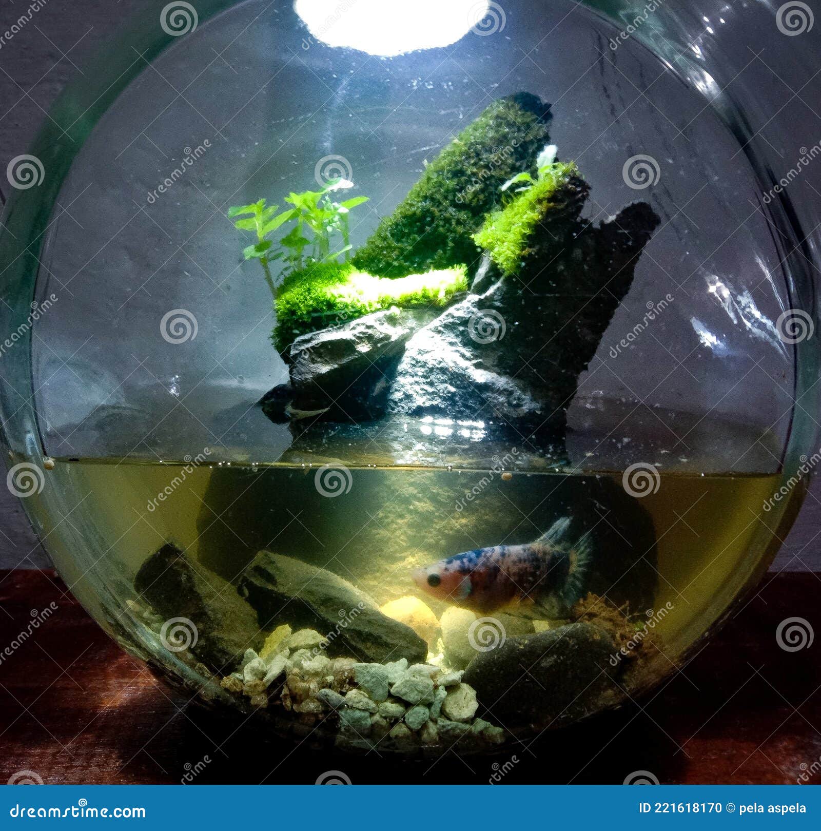 Terrarium with Fish Enjoying the Air in Lampung Stock Photo - Image of fish,  lampung: 221618170