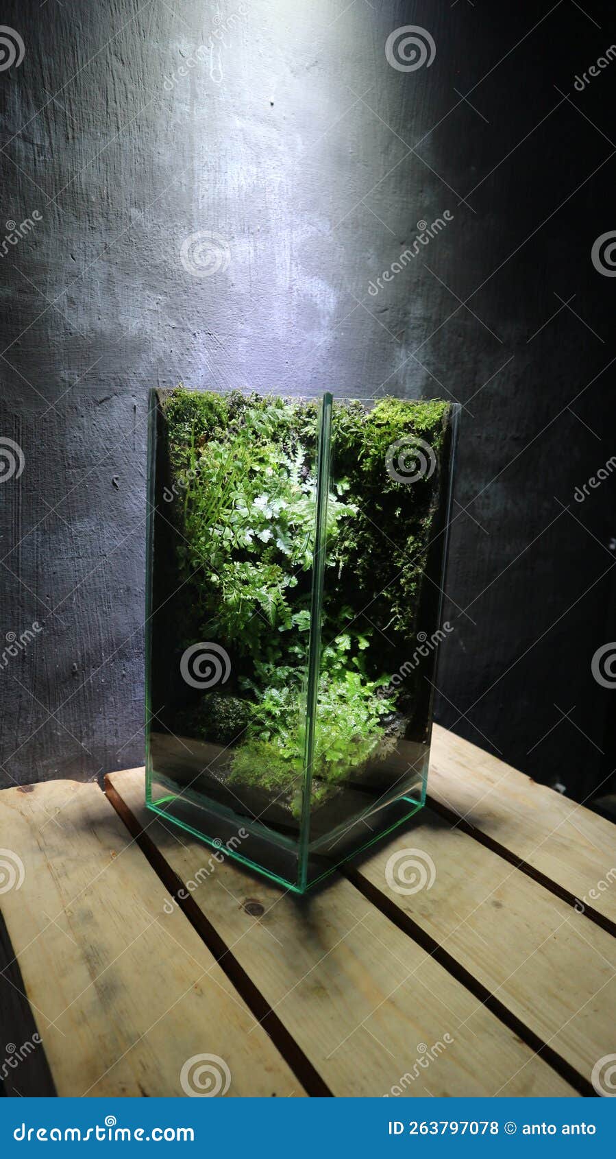 terrarium mini glass