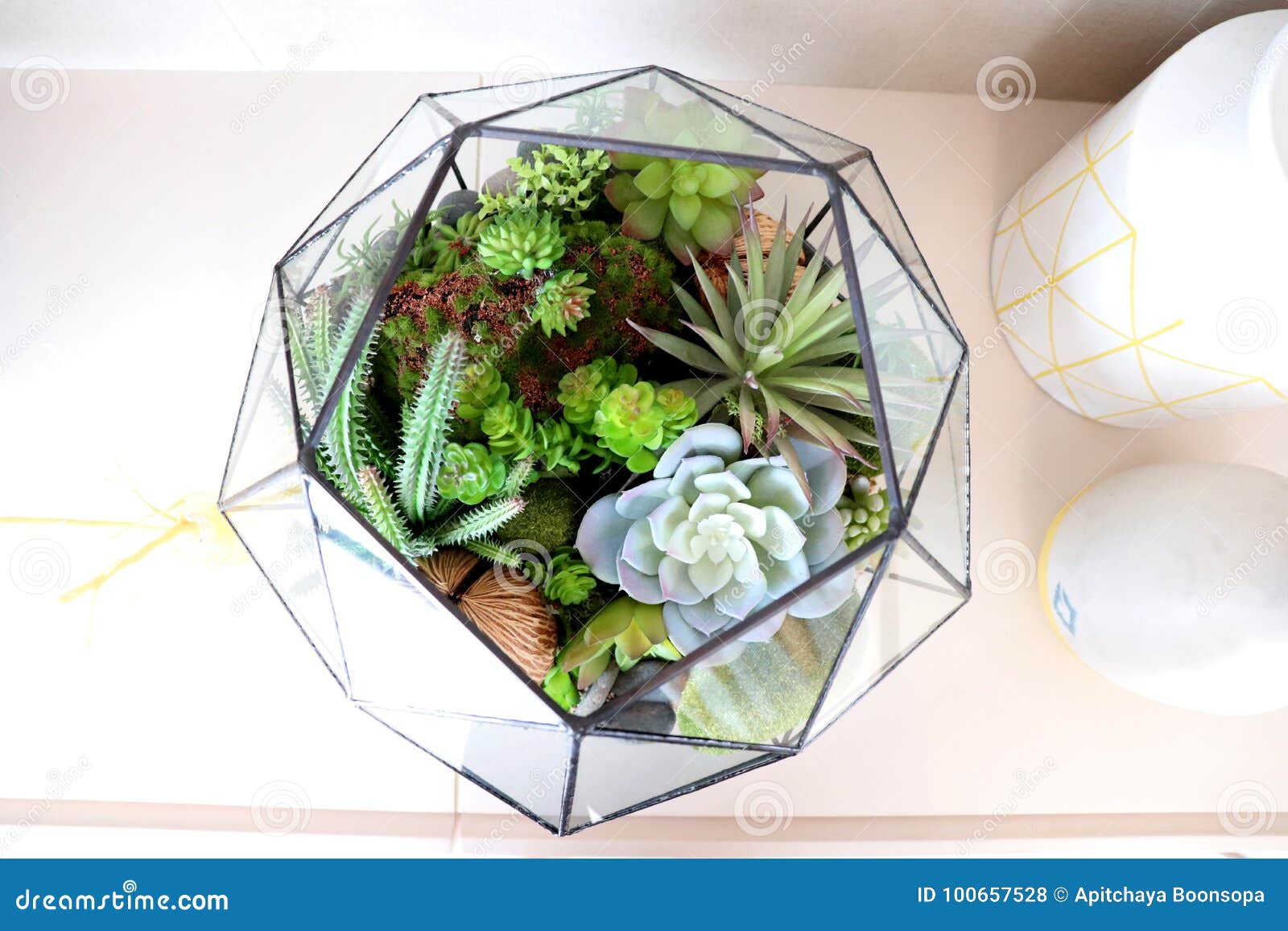 1,378 Moss Terrarium Stock Photos - Free & Royalty-Free Stock Photos from  Dreamstime