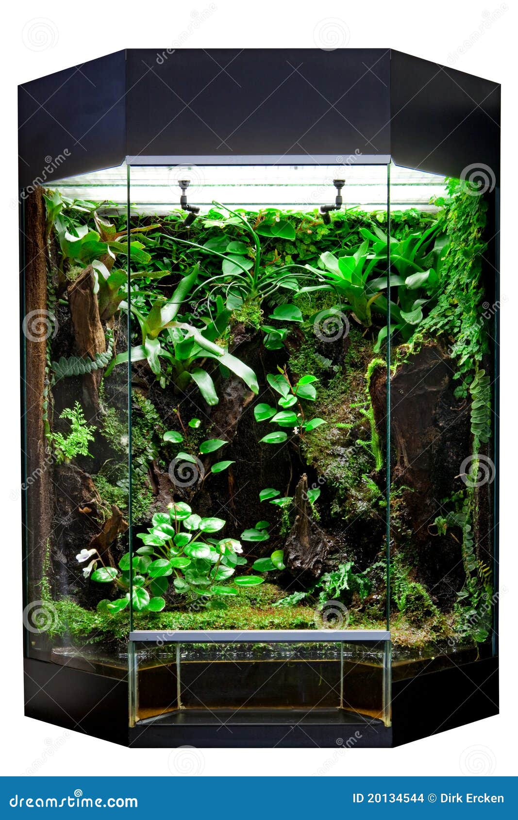 terrarium for tropical rainforest pet