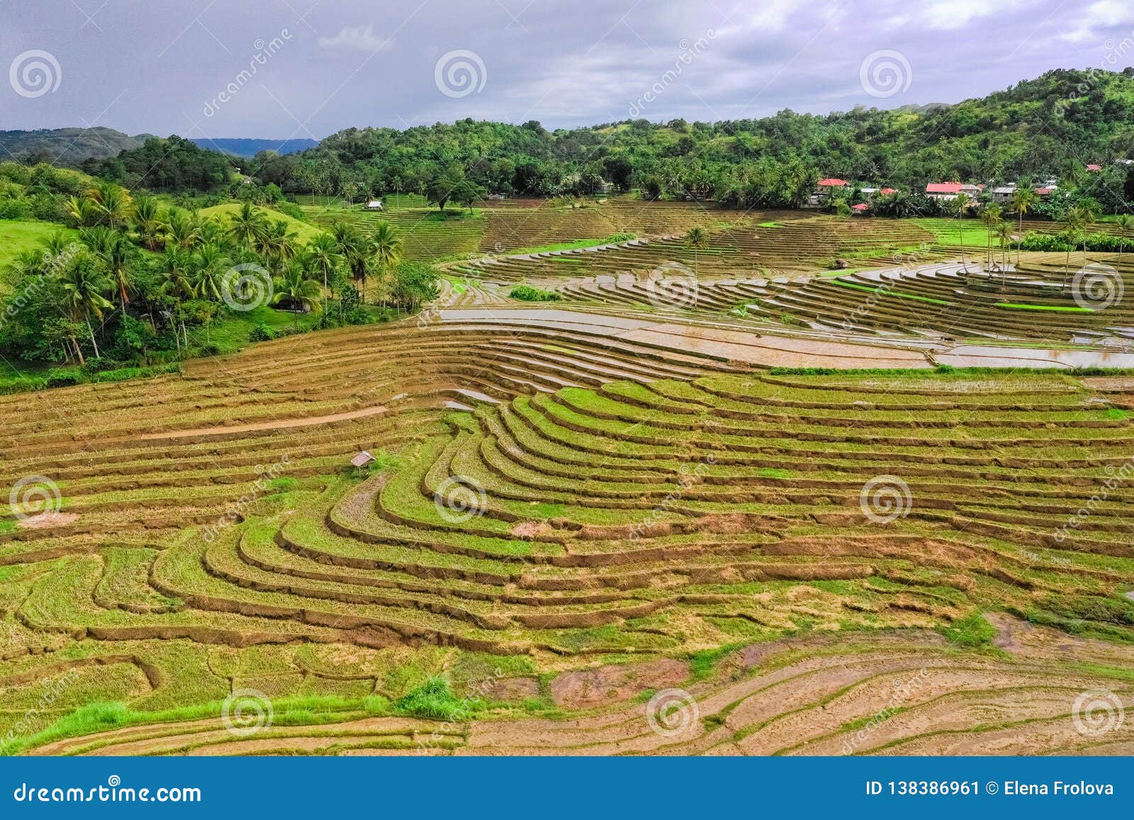 Terrazas Del Arroz En Las Filipinas Cultivo Del Arroz En El
