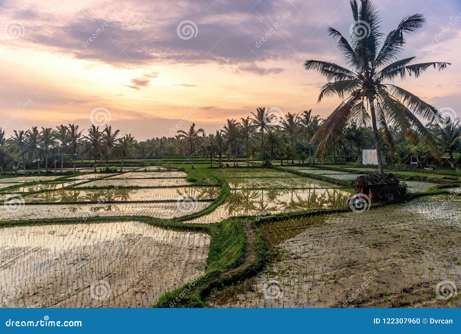 Terrazas del arroz en Tegallalang, Ubud, Bali, cosecha de Indonesia, granja,. Terrazas del arroz en Tegallalang, Ubud en Bali, Indonesia