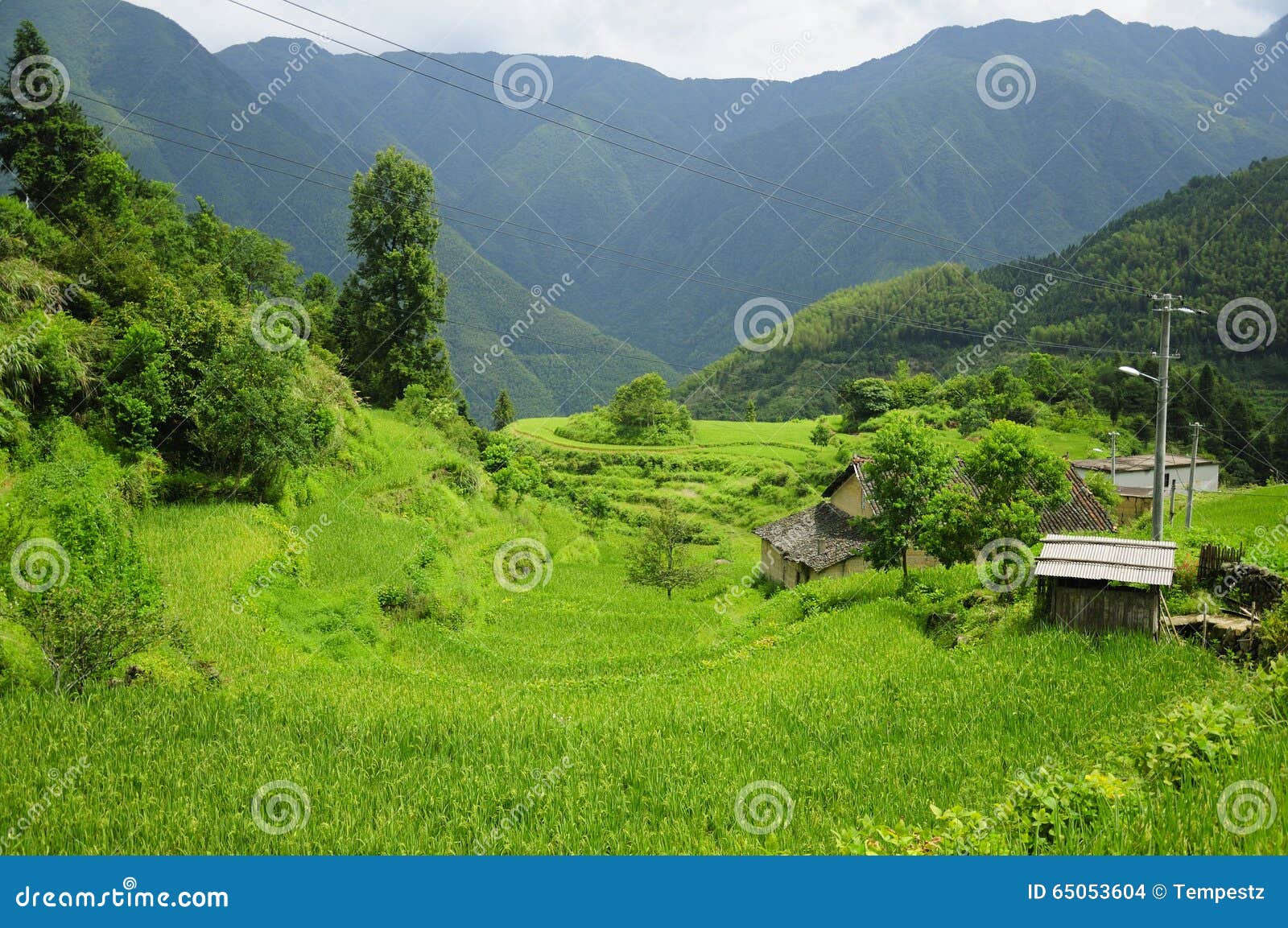 Terrazzi Del Riso Di Yunhe Cina Fotografia Stock Immagine di podere
