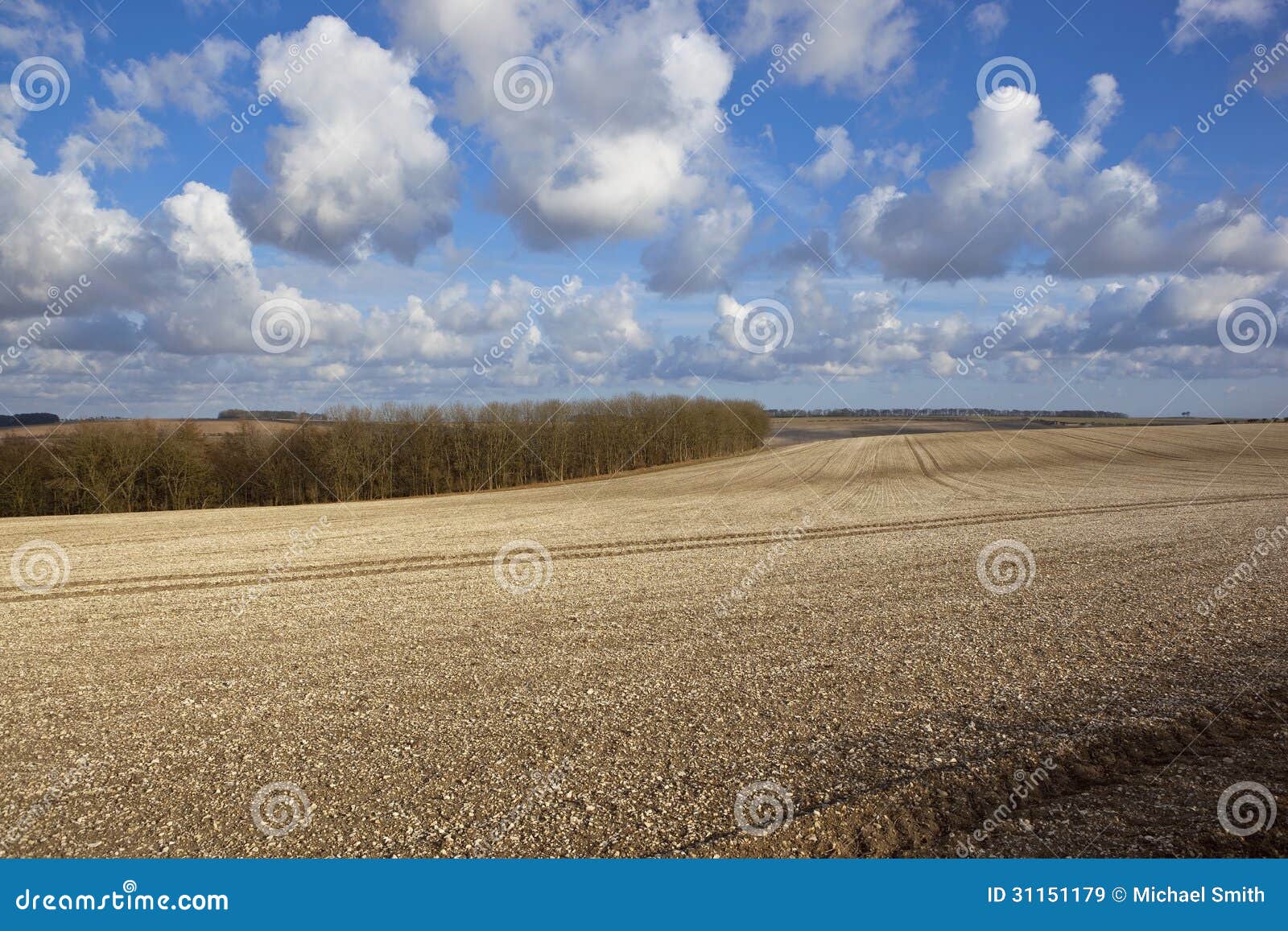 Terreno coltivabile gessoso. Terreno coltivabile agricolo gessoso con le siepi di arbusti e gli alberi delle colline sui wolds Inghilterra di Yorkshire sotto un cielo nuvoloso di primavera luminosa