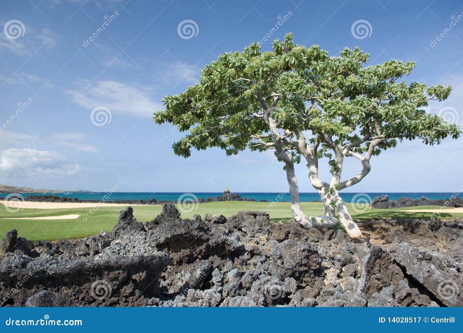 Terreno da golf dell'Hawai. Il verde del lato di mare di un terreno da golf sulla grande isola dell'Hawai con lava vulcanica nella priorità alta e l'Oceano Pacifico nei precedenti.