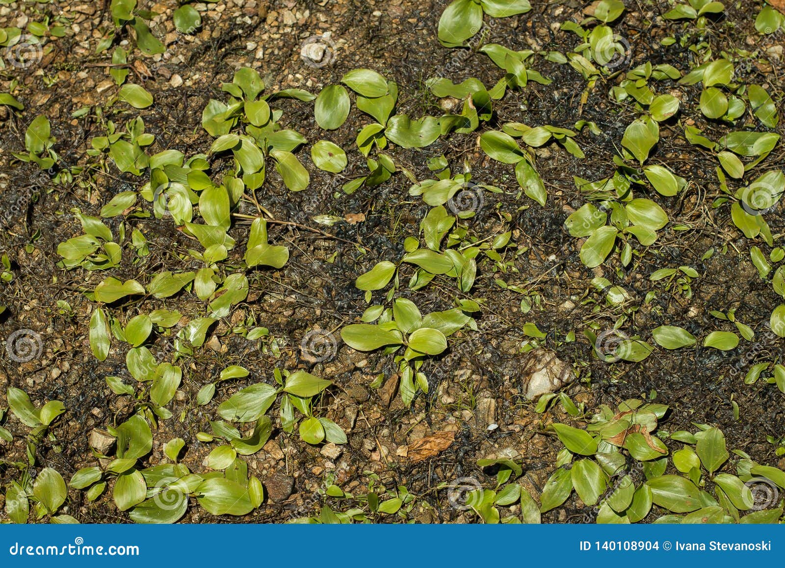 terrestrial form of broad-leaved pondweed