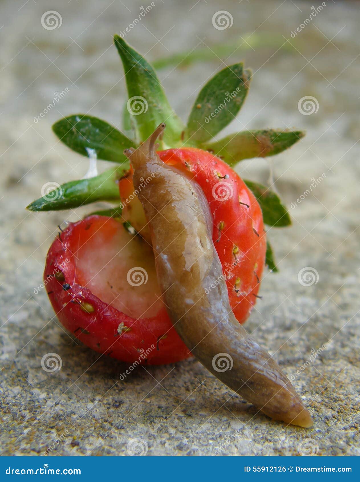 Terrestrial slug stock photo. Image of eating, land, planter 55912126