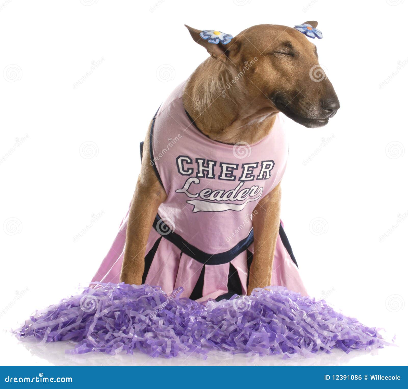 Terrier De Vestido Como Animadora de archivo Imagen de animal, perro: 12391086