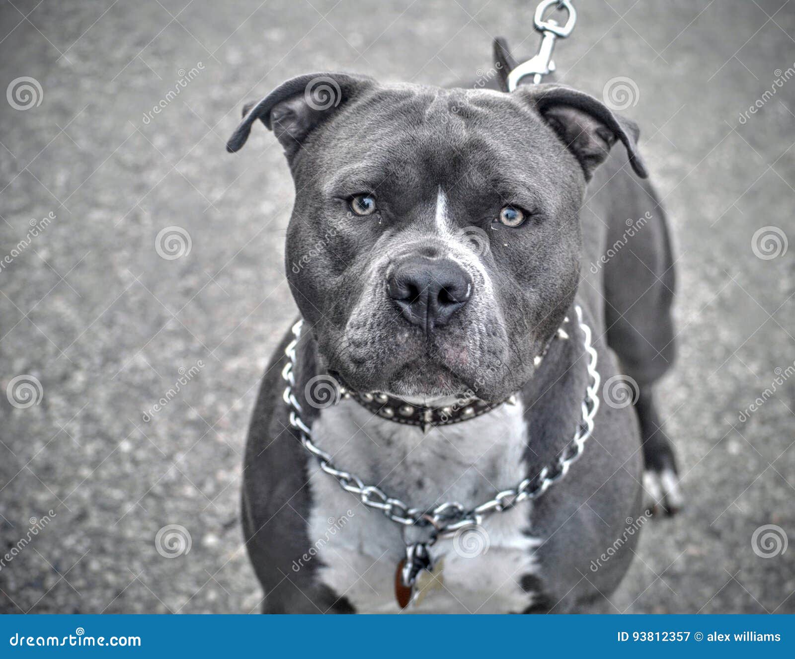 Terrier De Pitbull Gris Avec Le Collier à Chaînes Image