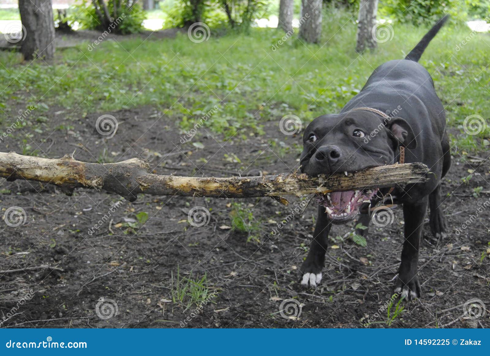 Terrier do pitbull. O cão está puxando a vara pela maxila poderosa