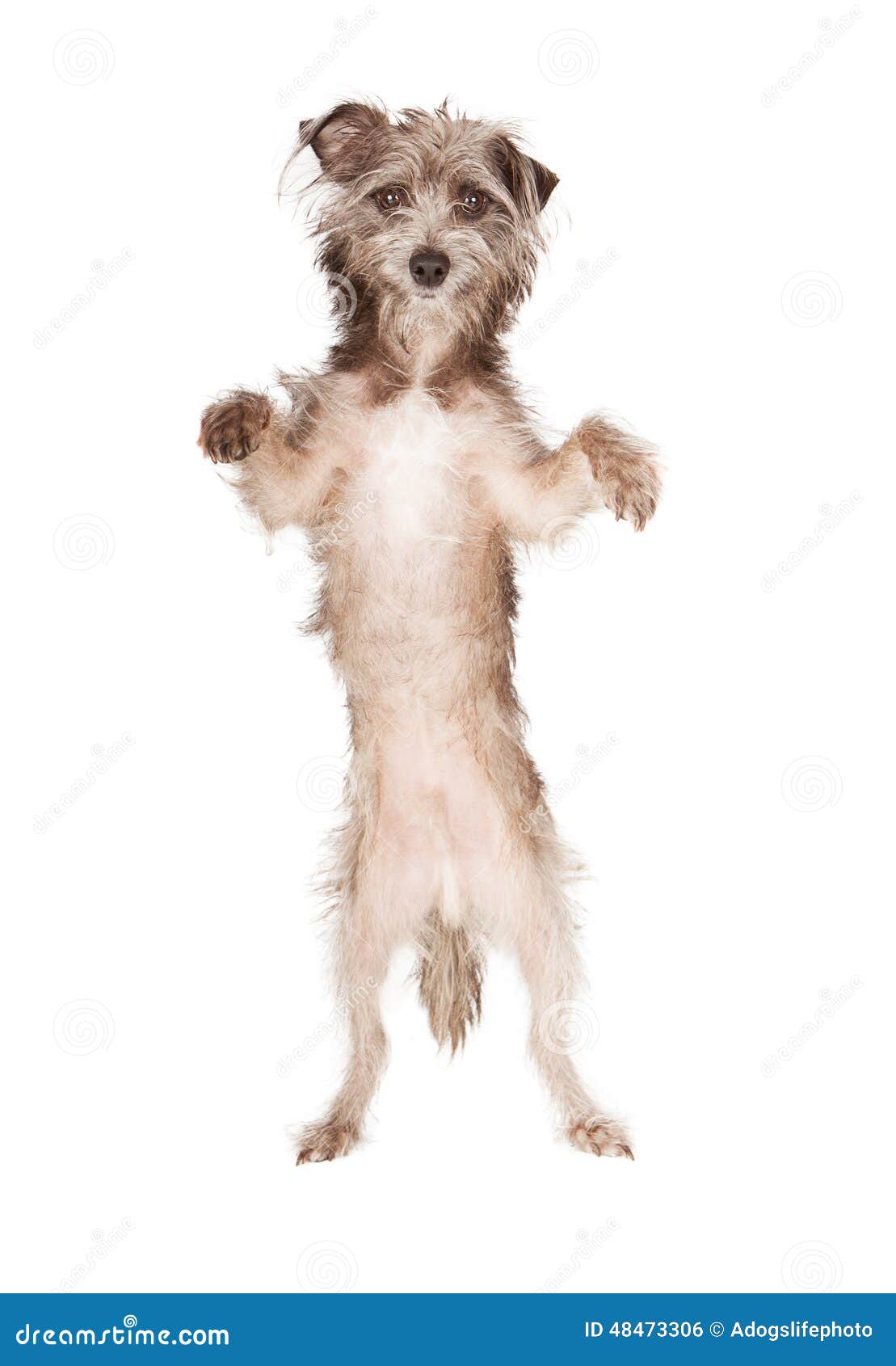 9,844 Dog Standing Up Stock Photos - Free & Royalty-Free Stock