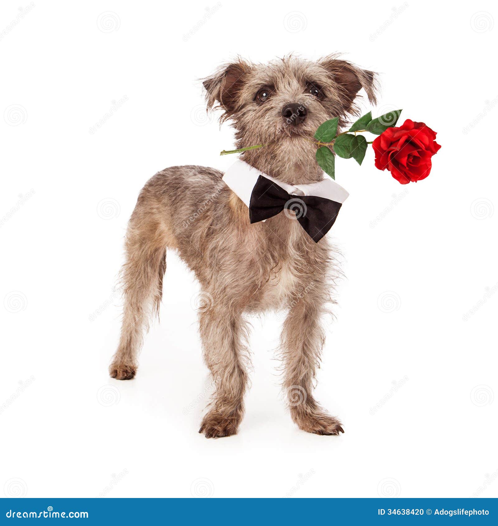 Terrier Mix With Rose And Bow Tie Stock Photo - Image ...
