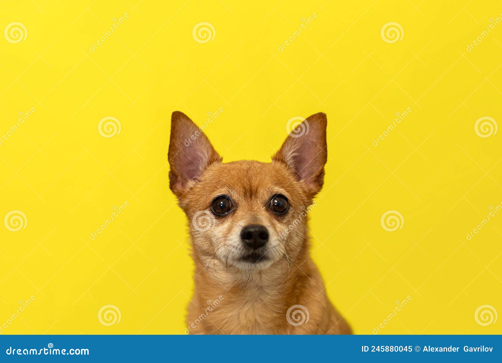 A Terrier. Thoroughbred Dog on a Yellow Background. Portrait Stock