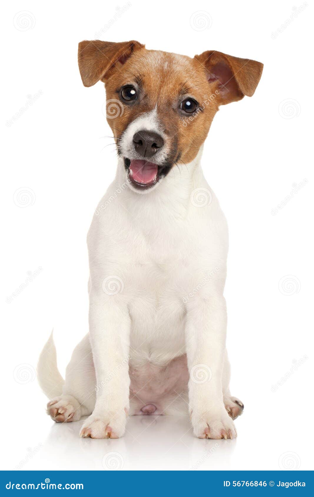 Terrierwelpe Jack Russell Porträt Auf Weißem Hintergrund Jack Russell Terrier Hund Überprüfung Zähnen eines Welpen