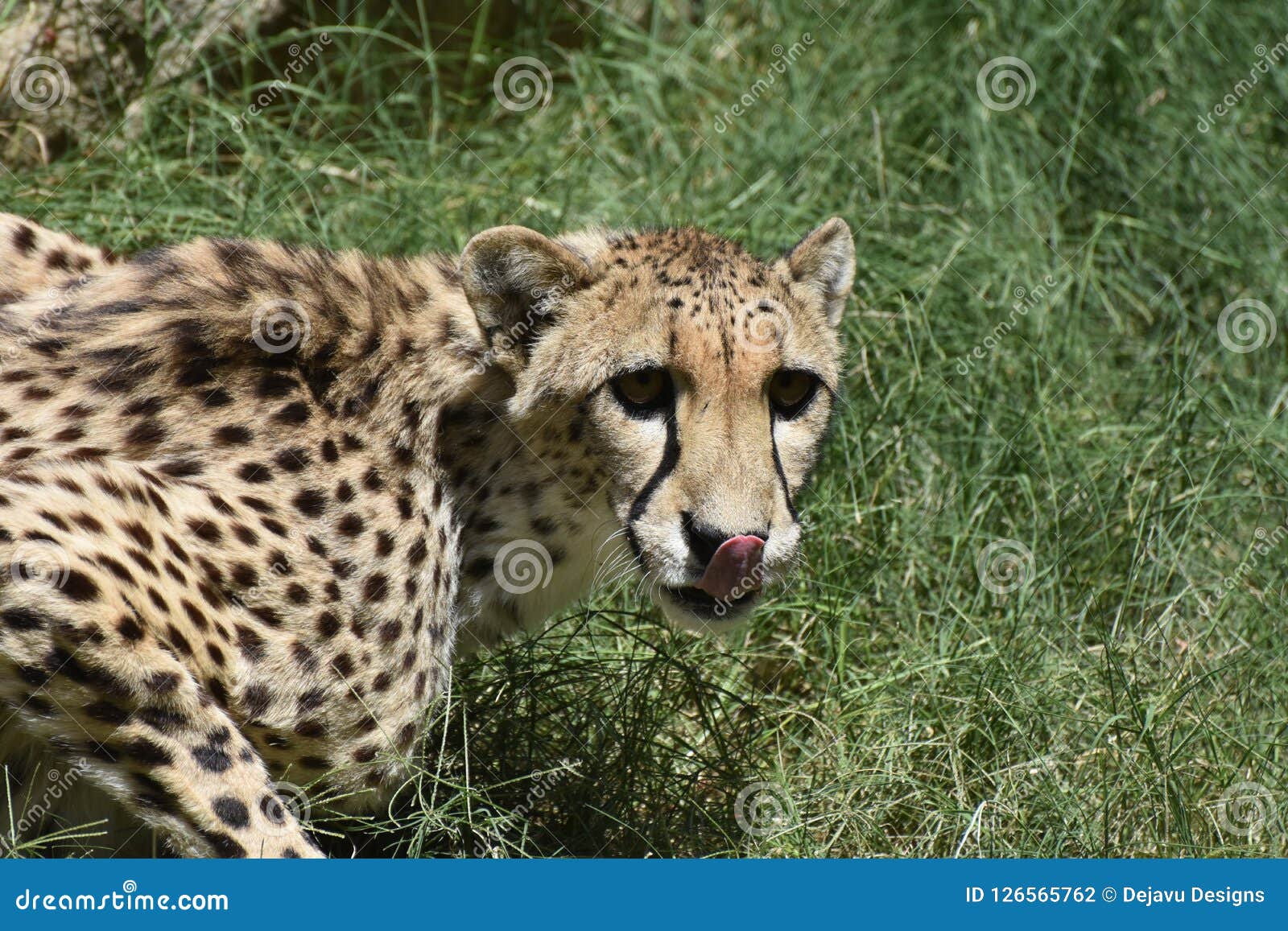  Terrific  Cheetah Cat  Licking His Nose With His Tongue 