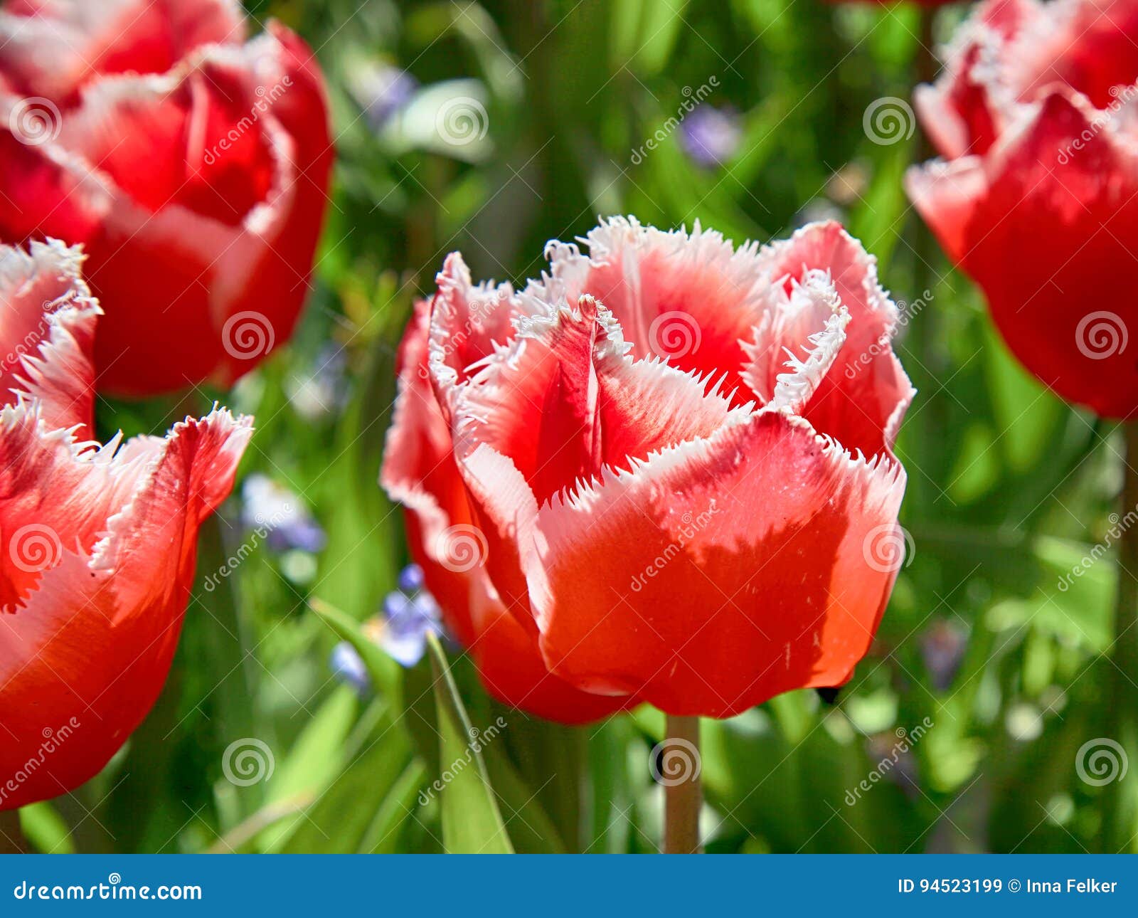 terry fringed red tulip