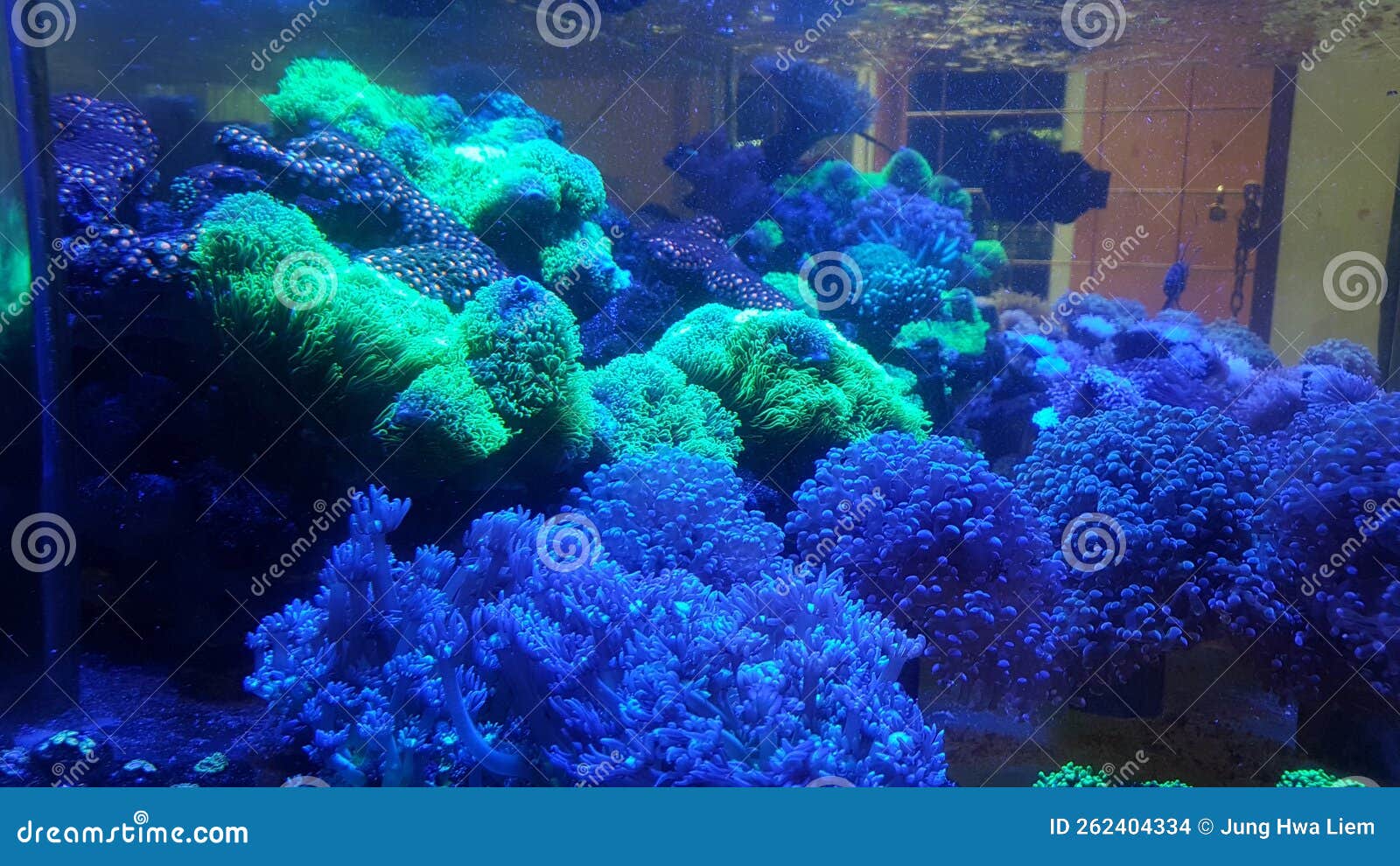 terumbu karang indonesia  corals  greenstarpolyp  reefcoral  reef