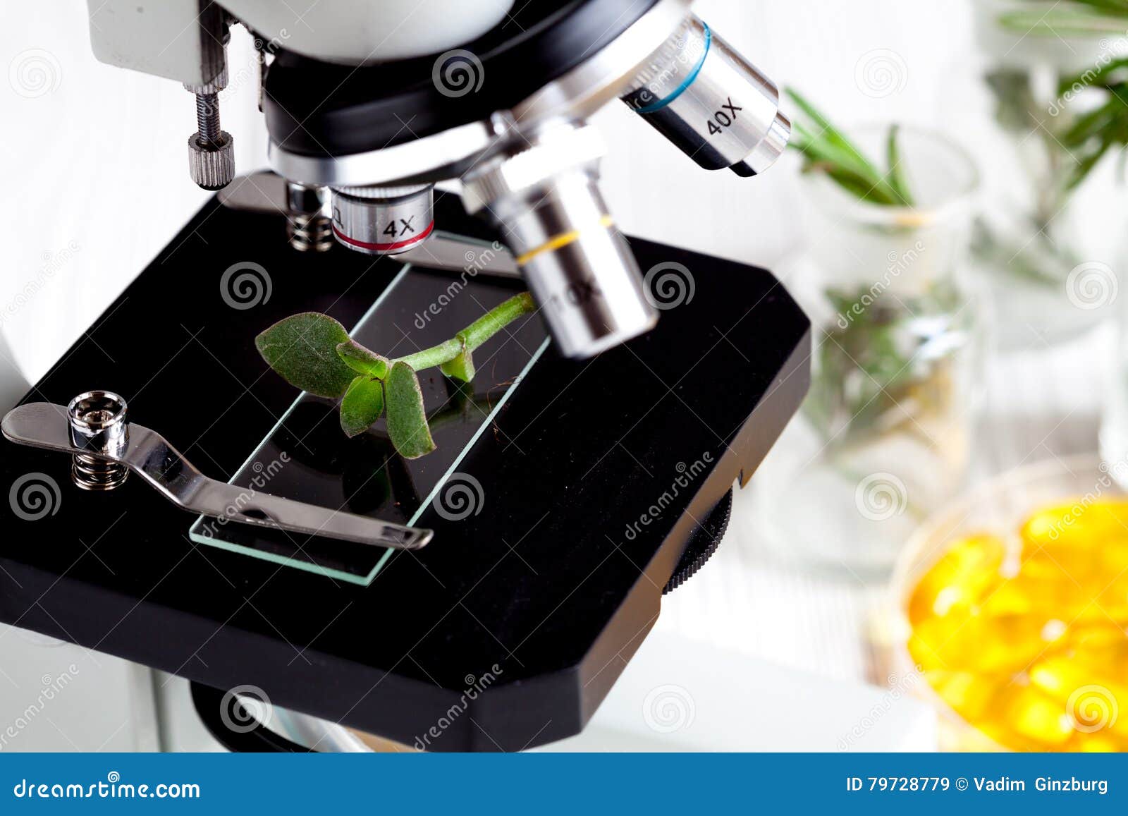 Test Herbs Samples on a Microscope Slide Close Up Stock Image Image