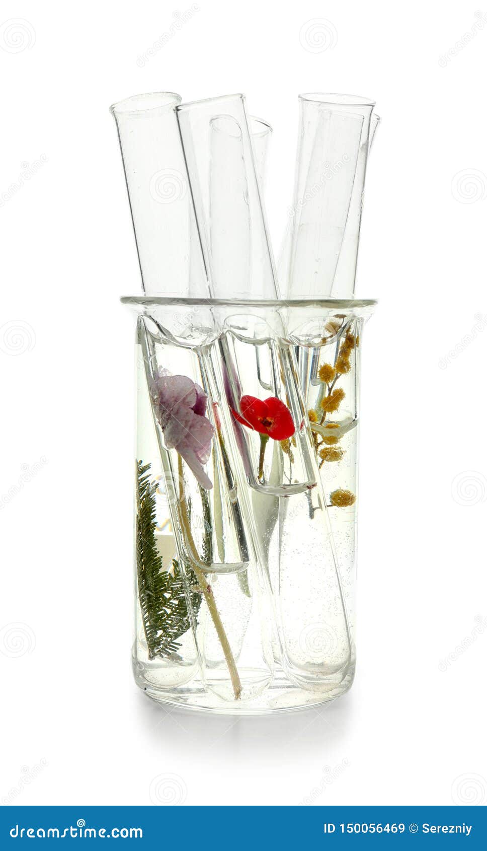 Test Tubes with Flowers in Glass Flask, Isolated on White Stock Image