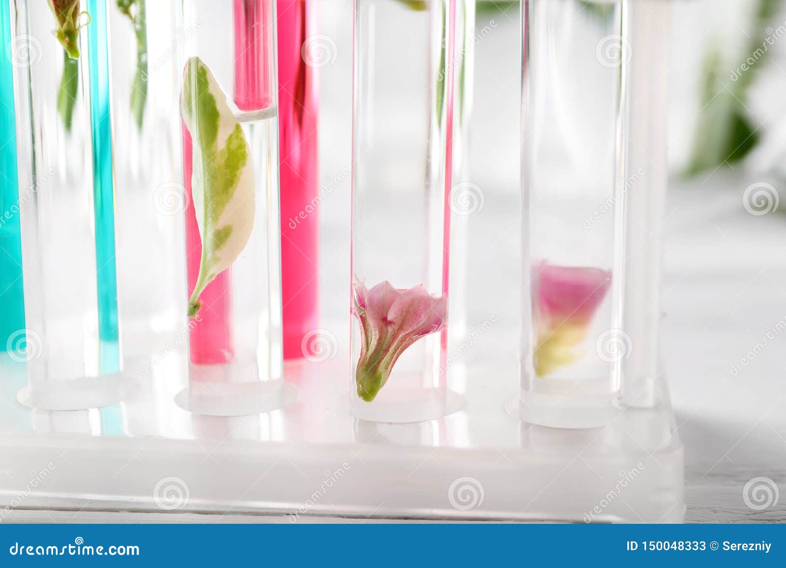 Test Tubes with Flowers and Leaf in Rack, Closeup Stock Image Image